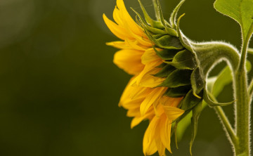 Картинка цветы подсолнухи подсолнух