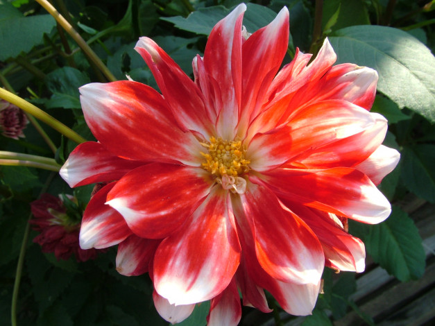 Обои картинки фото цветы, георгины, георгина