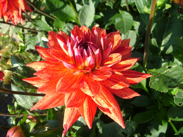 Обои картинки фото цветы, георгины, георгина