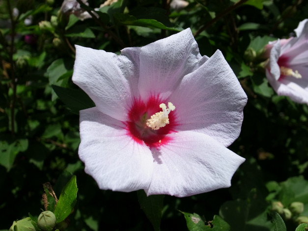 Обои картинки фото цветы, гибискусы, гибискус