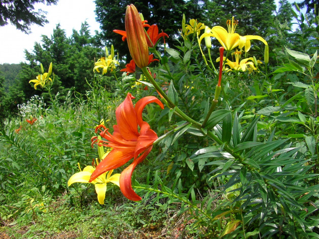 Обои картинки фото цветы, лилии, лилейники