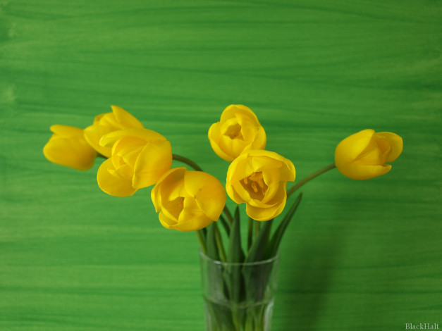 Обои картинки фото цветы, тюльпаны