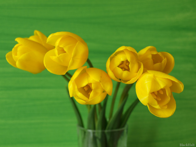 Обои картинки фото цветы, тюльпаны