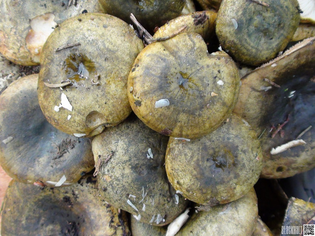 Обои картинки фото еда, грибы, грибные, блюда, грузди