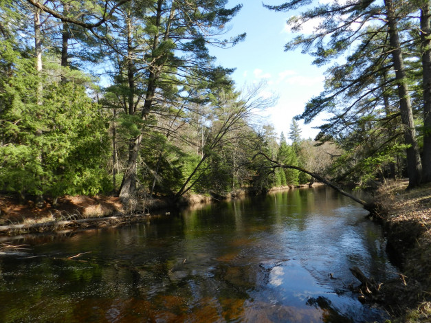 Обои картинки фото природа, реки, озера, лес, река, берег, ели, леето