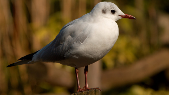 Обои картинки фото животные, Чайки, бакланы, крачки, чайка
