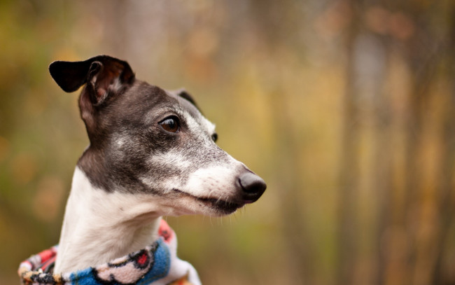 Обои картинки фото животные, собаки, фон, собака, взгляд