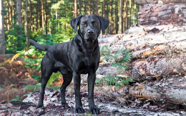 Обои картинки фото животные, собаки, лес, собака