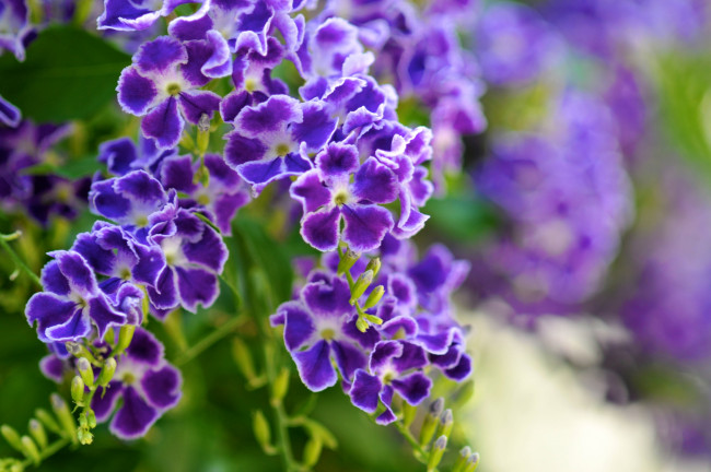 Обои картинки фото дуранта, цветы, экзотика, фиолетовый