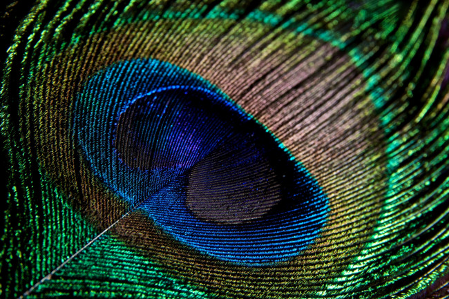 Обои картинки фото разное, перья, павлин, макро