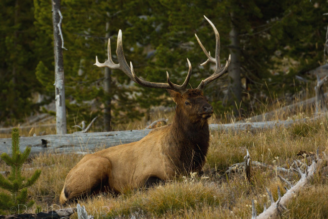 Обои картинки фото животные, олени, рога, благородный