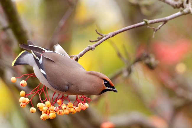Обои картинки фото животные, свиристели, ягоды, хохолок