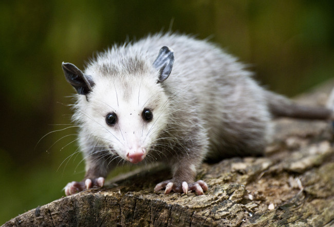 Обои картинки фото животные, опоссумы, смешной, глазки