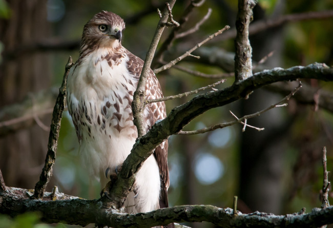 Обои картинки фото животные, птицы, хищники, хищник