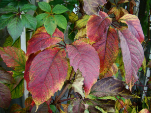 Картинка природа листья осень