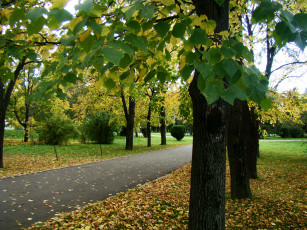 Картинка природа парк осень