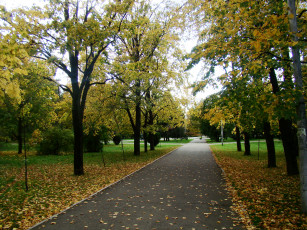 Картинка природа парк осень