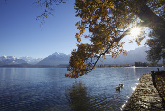 Картинка природа реки озера лебеди гора вода