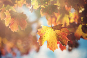 Картинка природа листья клен осень