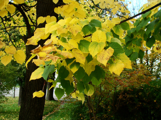 Обои картинки фото природа, листья, осень