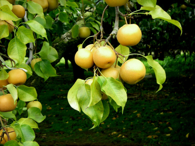 Обои картинки фото природа, плоды, листья, ветка