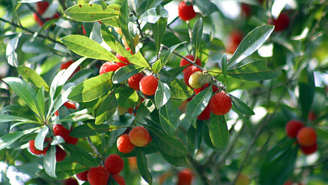 Обои картинки фото природа, плоды, ветка, листья