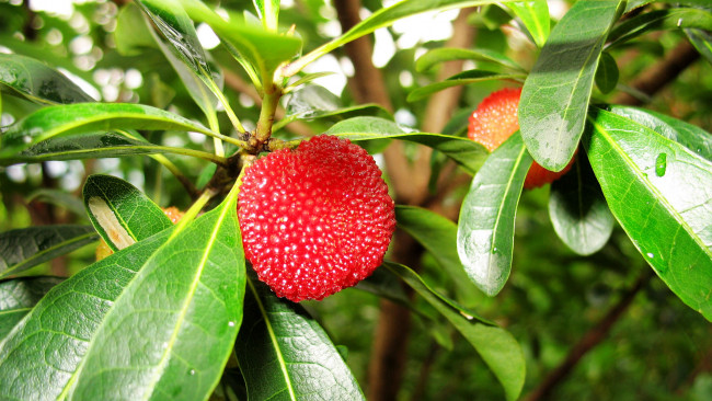 Обои картинки фото природа, плоды, ветка, листья