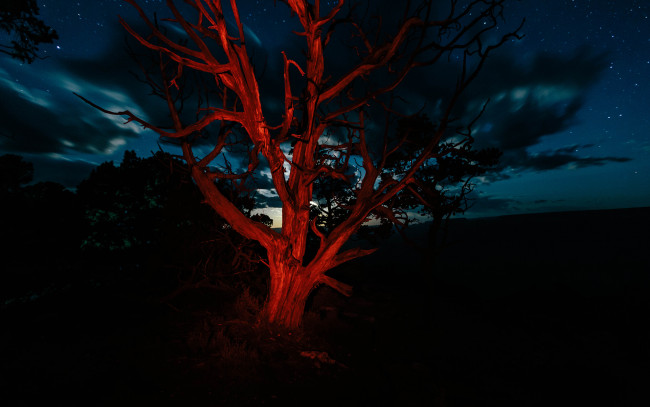 Обои картинки фото природа, деревья, ветви