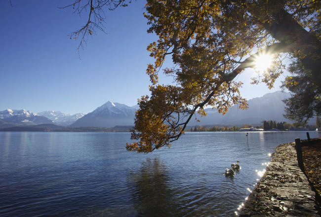 Обои картинки фото природа, реки, озера, лебеди, гора, вода