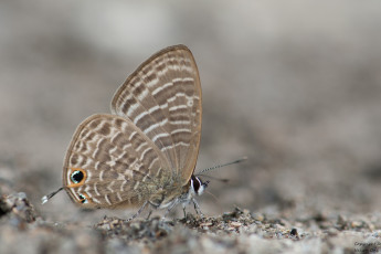 Картинка животные бабочки +мотыльки +моли бабочка фон макро усики крылья