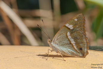 Картинка животные бабочки +мотыльки +моли бабочка макро усики фон крылья