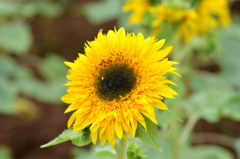 Картинка цветы подсолнухи подсолнух