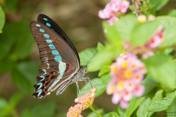 Картинка животные бабочки +мотыльки +моли фон макро бабочка крылья усики