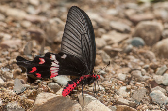 Картинка животные бабочки +мотыльки +моли крылья макро фон усики бабочка