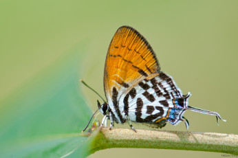 Картинка животные бабочки +мотыльки +моли макро фон усики бабочка крылья