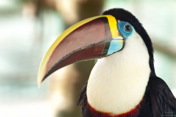 Картинка животные туканы клюв птица тукан портрет