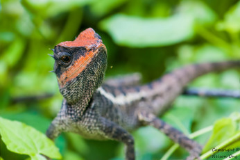 Картинка животные Ящерицы +игуаны +вараны ящерица