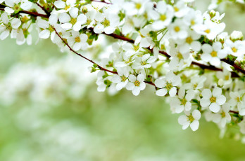 Картинка цветы цветущие+деревья+ +кустарники вена куст ветка