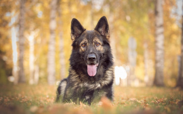 Картинка животные собаки взгляд друг собака