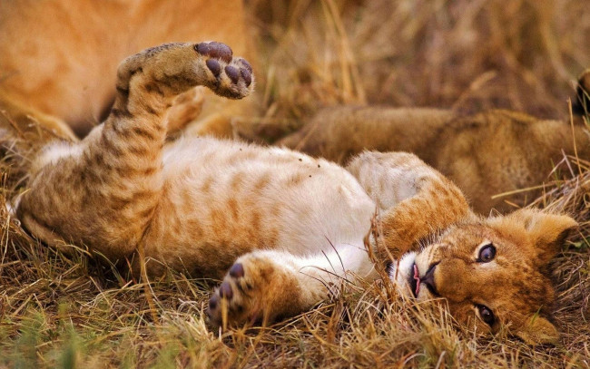 Обои картинки фото животные, львы, отдых, лапы, трава, львенок
