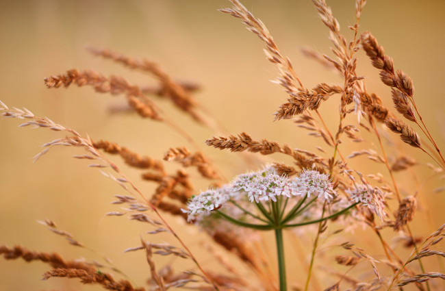 Обои картинки фото цветы, луговые , полевые,  цветы, колосья, цветок, луг