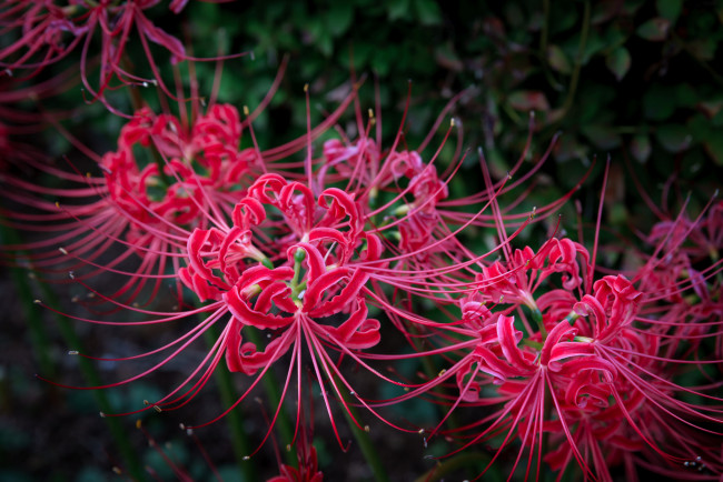 Обои картинки фото цветы, лилии,  лилейники, красные