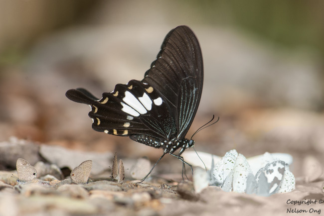 Обои картинки фото животные, бабочки,  мотыльки,  моли, бабочка, макро, фон, усики, крылья
