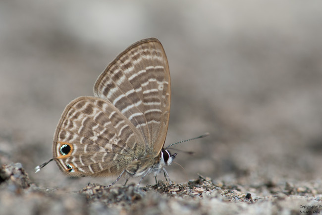 Обои картинки фото животные, бабочки,  мотыльки,  моли, бабочка, фон, макро, усики, крылья