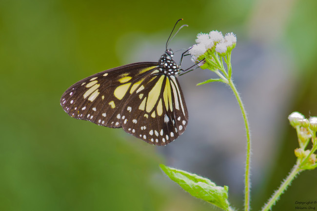 Обои картинки фото животные, бабочки,  мотыльки,  моли, фон, усики, крылья, бабочка, макро
