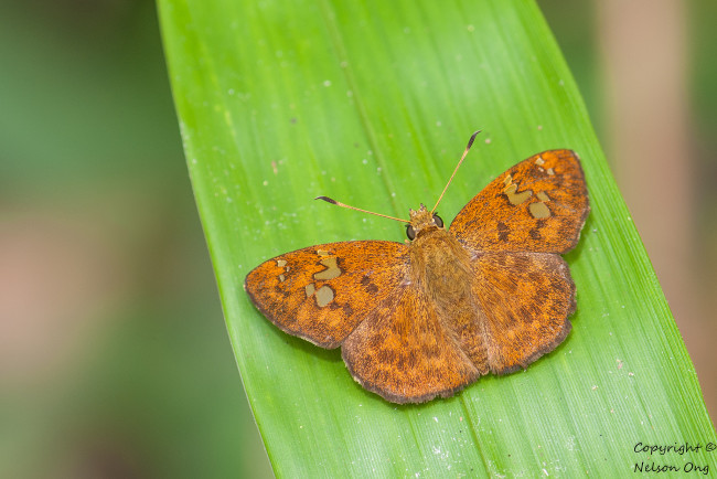Обои картинки фото животные, бабочки,  мотыльки,  моли, усики, крылья, бабочка, макро, фон