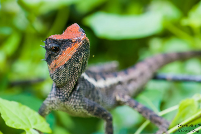 Обои картинки фото животные, Ящерицы,  игуаны,  вараны, ящерица