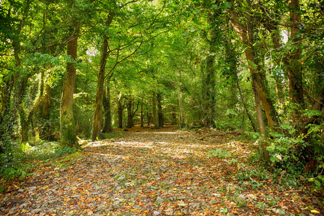 Обои картинки фото природа, дороги, тракт