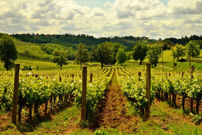 Обои картинки фото природа, поля, виноградник