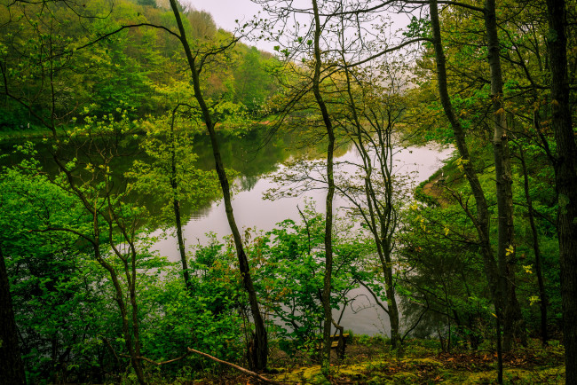 Обои картинки фото природа, реки, озера, река, лес